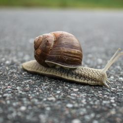 close up of snail on ground
